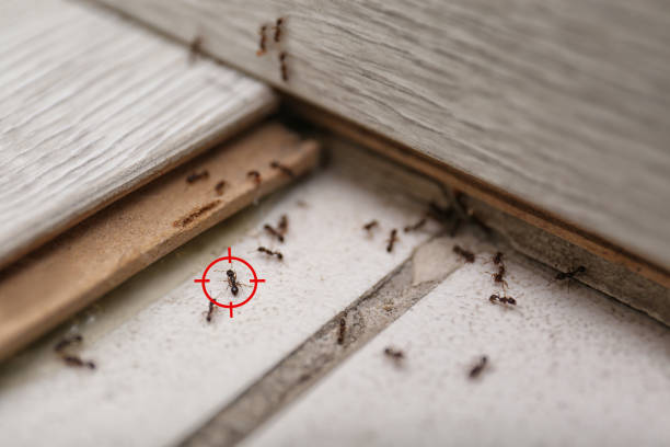 Best Wasp Removal Services  in Felida, WA