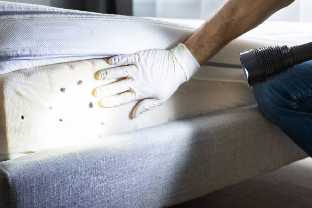 Best Local Pest Control Services  in Felida, WA